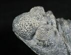 Large Drotops Trilobite #18571-4